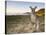 Eastern Grey Kangaroo, (Macropus Giganteus), Pebbly Beach, New South Wales, Australia-Thorsten Milse-Stretched Canvas