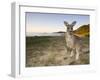 Eastern Grey Kangaroo, (Macropus Giganteus), Pebbly Beach, New South Wales, Australia-Thorsten Milse-Framed Premium Photographic Print