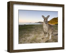 Eastern Grey Kangaroo, (Macropus Giganteus), Pebbly Beach, New South Wales, Australia-Thorsten Milse-Framed Photographic Print