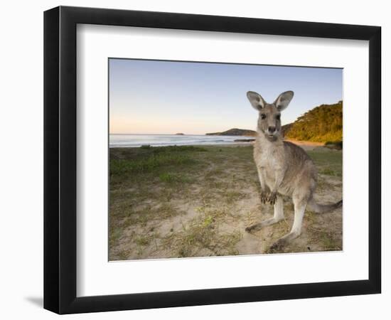 Eastern Grey Kangaroo, (Macropus Giganteus), Pebbly Beach, New South Wales, Australia-Thorsten Milse-Framed Photographic Print