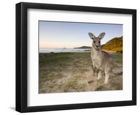 Eastern Grey Kangaroo, (Macropus Giganteus), Pebbly Beach, New South Wales, Australia-Thorsten Milse-Framed Photographic Print