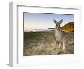 Eastern Grey Kangaroo, (Macropus Giganteus), Pebbly Beach, New South Wales, Australia-Thorsten Milse-Framed Photographic Print