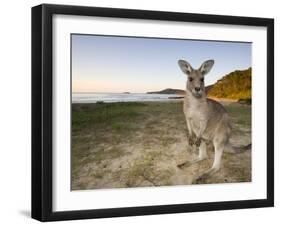 Eastern Grey Kangaroo, (Macropus Giganteus), Pebbly Beach, New South Wales, Australia-Thorsten Milse-Framed Photographic Print