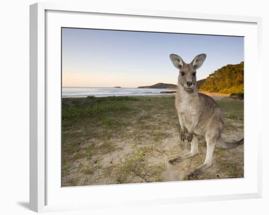 Eastern Grey Kangaroo, (Macropus Giganteus), Pebbly Beach, New South Wales, Australia-Thorsten Milse-Framed Photographic Print