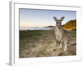 Eastern Grey Kangaroo, (Macropus Giganteus), Pebbly Beach, New South Wales, Australia-Thorsten Milse-Framed Photographic Print