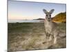 Eastern Grey Kangaroo, (Macropus Giganteus), Pebbly Beach, New South Wales, Australia-Thorsten Milse-Mounted Photographic Print