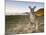 Eastern Grey Kangaroo, (Macropus Giganteus), Pebbly Beach, New South Wales, Australia-Thorsten Milse-Mounted Photographic Print