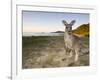 Eastern Grey Kangaroo, (Macropus Giganteus), Pebbly Beach, New South Wales, Australia-Thorsten Milse-Framed Photographic Print