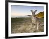Eastern Grey Kangaroo, (Macropus Giganteus), Pebbly Beach, New South Wales, Australia-Thorsten Milse-Framed Photographic Print