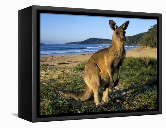 Eastern Grey Kangaroo on Beach, Murramarang National Park, New South Wales, Australia-Steve & Ann Toon-Framed Stretched Canvas