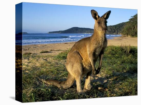 Eastern Grey Kangaroo on Beach, Murramarang National Park, New South Wales, Australia-Steve & Ann Toon-Stretched Canvas