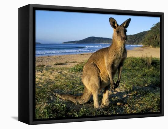 Eastern Grey Kangaroo on Beach, Murramarang National Park, New South Wales, Australia-Steve & Ann Toon-Framed Stretched Canvas