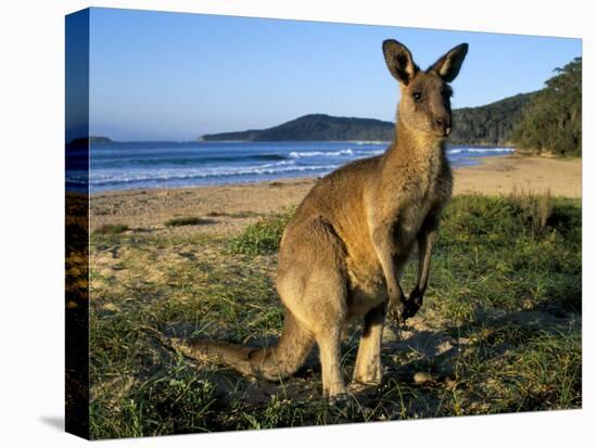 Eastern Grey Kangaroo on Beach, Murramarang National Park, New South Wales, Australia-Steve & Ann Toon-Stretched Canvas
