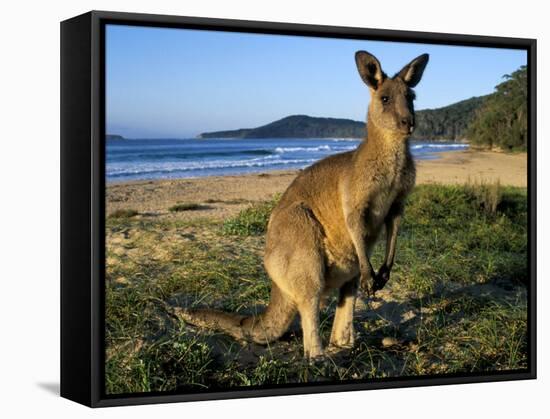 Eastern Grey Kangaroo on Beach, Murramarang National Park, New South Wales, Australia-Steve & Ann Toon-Framed Stretched Canvas