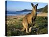 Eastern Grey Kangaroo on Beach, Murramarang National Park, New South Wales, Australia-Steve & Ann Toon-Stretched Canvas