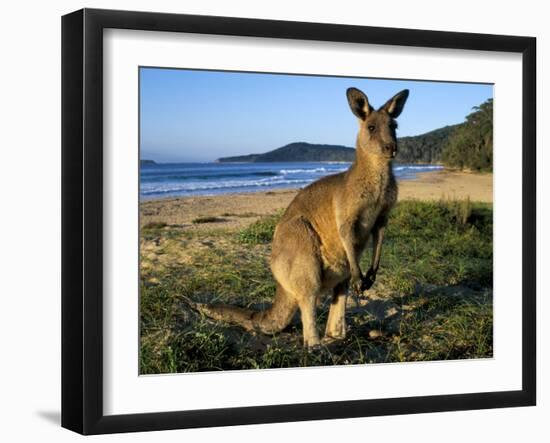 Eastern Grey Kangaroo on Beach, Murramarang National Park, New South Wales, Australia-Steve & Ann Toon-Framed Premium Photographic Print