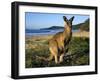 Eastern Grey Kangaroo on Beach, Murramarang National Park, New South Wales, Australia-Steve & Ann Toon-Framed Premium Photographic Print