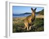 Eastern Grey Kangaroo on Beach, Murramarang National Park, New South Wales, Australia-Steve & Ann Toon-Framed Premium Photographic Print