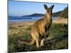 Eastern Grey Kangaroo on Beach, Murramarang National Park, New South Wales, Australia-Steve & Ann Toon-Mounted Premium Photographic Print