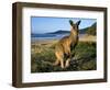 Eastern Grey Kangaroo on Beach, Murramarang National Park, New South Wales, Australia-Steve & Ann Toon-Framed Photographic Print