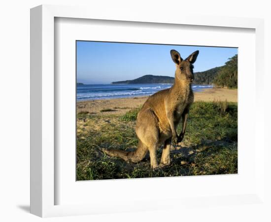 Eastern Grey Kangaroo on Beach, Murramarang National Park, New South Wales, Australia-Steve & Ann Toon-Framed Photographic Print