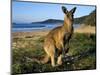 Eastern Grey Kangaroo on Beach, Murramarang National Park, New South Wales, Australia-Steve & Ann Toon-Mounted Photographic Print