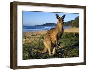 Eastern Grey Kangaroo on Beach, Murramarang National Park, New South Wales, Australia-Steve & Ann Toon-Framed Photographic Print