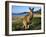 Eastern Grey Kangaroo on Beach, Murramarang National Park, New South Wales, Australia-Steve & Ann Toon-Framed Photographic Print