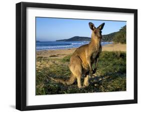 Eastern Grey Kangaroo on Beach, Murramarang National Park, New South Wales, Australia-Steve & Ann Toon-Framed Photographic Print