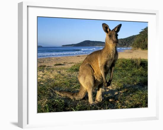 Eastern Grey Kangaroo on Beach, Murramarang National Park, New South Wales, Australia-Steve & Ann Toon-Framed Photographic Print