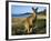 Eastern Grey Kangaroo on Beach, Murramarang National Park, New South Wales, Australia-Steve & Ann Toon-Framed Photographic Print