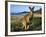 Eastern Grey Kangaroo on Beach, Murramarang National Park, New South Wales, Australia-Steve & Ann Toon-Framed Photographic Print