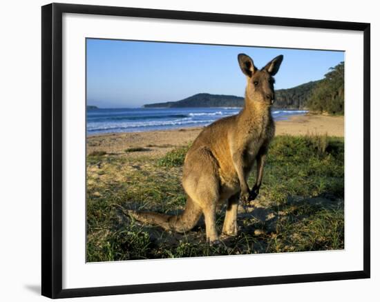 Eastern Grey Kangaroo on Beach, Murramarang National Park, New South Wales, Australia-Steve & Ann Toon-Framed Photographic Print