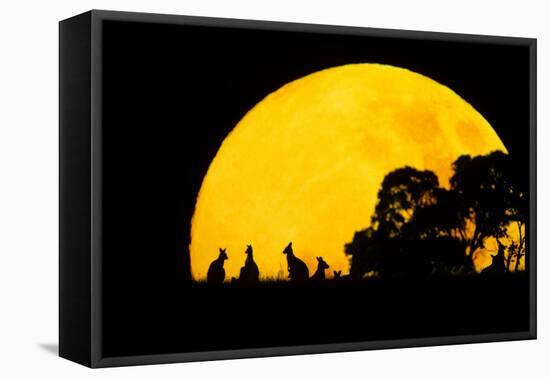 Eastern Grey Kangaroo Small Group Silhouetted-null-Framed Stretched Canvas