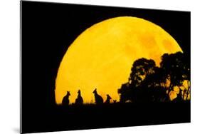 Eastern Grey Kangaroo Small Group Silhouetted-null-Mounted Photographic Print