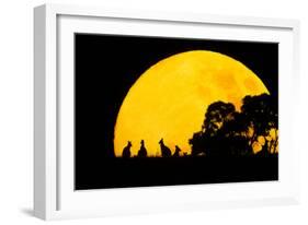 Eastern Grey Kangaroo Small Group Silhouetted-null-Framed Photographic Print