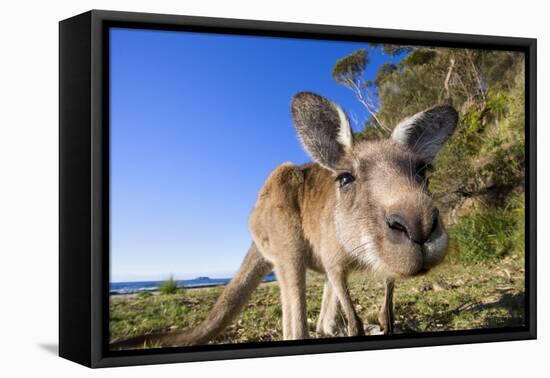 Eastern Grey Kangaroo Super Wide Angle Shot Of-null-Framed Stretched Canvas