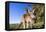 Eastern Grey Kangaroo Super Wide Angle Shot Of-null-Framed Stretched Canvas