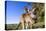 Eastern Grey Kangaroo Super Wide Angle Shot Of-null-Stretched Canvas