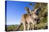 Eastern Grey Kangaroo Super Wide Angle Shot Of-null-Stretched Canvas