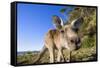 Eastern Grey Kangaroo Super Wide Angle Shot Of-null-Framed Stretched Canvas
