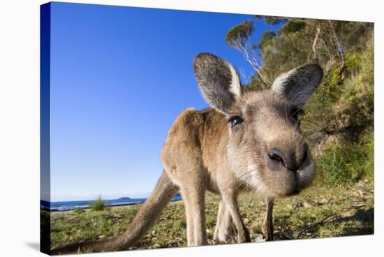 Eastern Grey Kangaroo Super Wide Angle Shot Of-null-Stretched Canvas