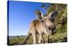 Eastern Grey Kangaroo Super Wide Angle Shot Of-null-Stretched Canvas