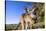 Eastern Grey Kangaroo Super Wide Angle Shot Of-null-Stretched Canvas