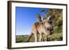 Eastern Grey Kangaroo Super Wide Angle Shot Of-null-Framed Photographic Print