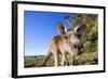 Eastern Grey Kangaroo Super Wide Angle Shot Of-null-Framed Photographic Print