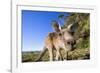 Eastern Grey Kangaroo Super Wide Angle Shot Of-null-Framed Photographic Print