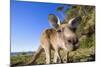 Eastern Grey Kangaroo Super Wide Angle Shot Of-null-Mounted Photographic Print