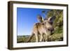 Eastern Grey Kangaroo Super Wide Angle Shot Of-null-Framed Photographic Print