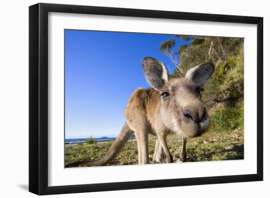 Eastern Grey Kangaroo Super Wide Angle Shot Of-null-Framed Photographic Print